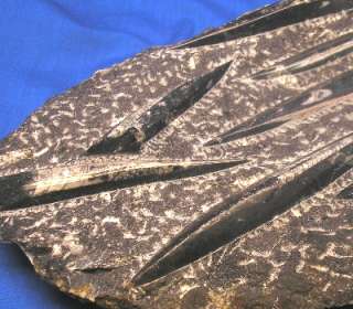 Orthoceras Fossil Plate from Morocco Cephalad Nautiloid  