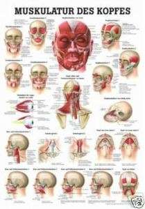 NEU Lehrtafel Kopfmuskulatur 50 x 70 cm Laminiert  