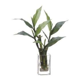 12 Lucky Bamboo in Glass Vase Green (Pack of 12)