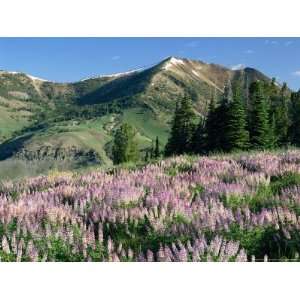  Spur Lupine and Subalpine Firs, Marys River Peak, Humboldt 