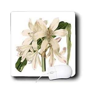  Florene Flower   White Vintage Amaryllis Flower   Mouse 