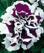 Annual PURPLE PIROUETTE PETUNIA Seeds   Double Blooms  