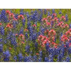  Blue Bonnets and Indian Paint Brush, Texas Hill Country 