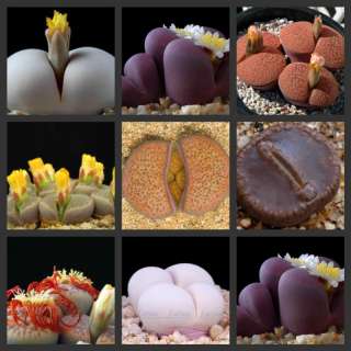 Lithops cactus succulent seeds mix~living stones colorful faces  