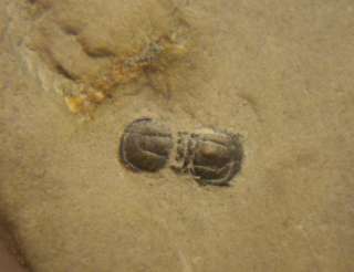 IDD fossils USA Trilobite Peronopsis 500 MYO fossil  