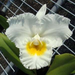 SC106 Orchid Plant Cattleya Gertrude Hausermann Pot Pack  
