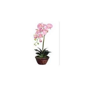  20 Phalaenopsis Orchid Plant