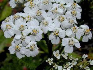   PURE WHITE ACHILLEA / YARROW FLOWER SEEDS / PERENNIAL /DEER RESISTANT