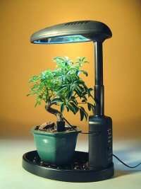 computer operated desktop grow light for Bonsai Trees  