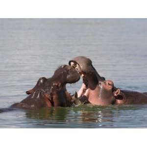 Hippos, Hippopotamus Amphibius, Playfighting in Kruger National Park 