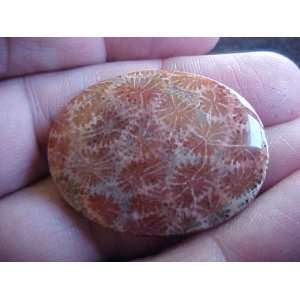  S3017 Brown Coral Fossil Agate Flower Cabochon Nice 