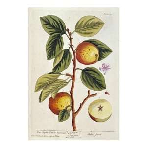  Apple Tree by Elizabeth Blackwell. size 28.5 inches width 
