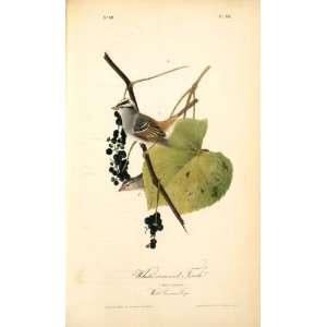   John James Audubon   24 x 40 inches   White crowned Finch. 1.Male. 2