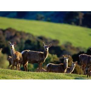 Deer Farm, Banks Peninsula, Canterbury, New Zealand Photographic 