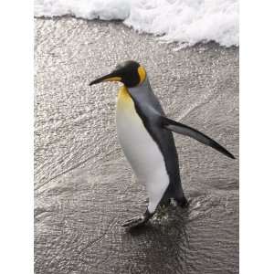 King Penguin, St. Andrews Bay, South Georgia, South Atlantic Premium 