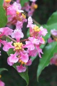 Live Flowering Dwarf Weeping Barbados Cherry Bonsai Tree (Malpighia 
