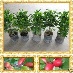 Sale 5 MIRACLE FRUIT PLANTS 15Tall Fatastic Plant ^๐^  