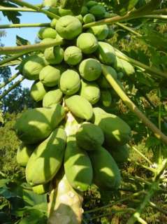 30 Oriental Fruit Seeds   Sweet Tropical Carica Papaya  