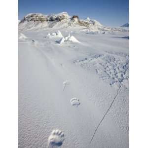  Polar Bear Track, Billefjord, Svalbard, Spitzbergen 