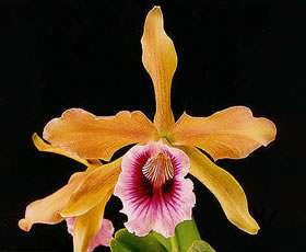 Laelia tenebrosa Fragrant Species Orchid Plant  