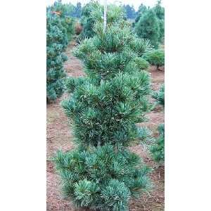  Gimborns Ideal Japanese White Pine 2   Year Graft Patio 