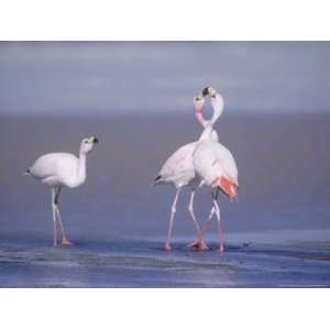  Jamess Flamingo, Males Squabbling, Laguna Hedionda 