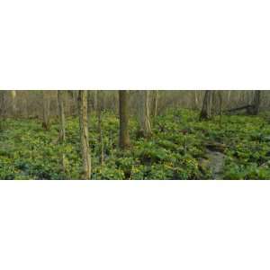 Trees among Yellow Flowers in the Forest, Cedar Bog, Urbana, Ohio, USA 