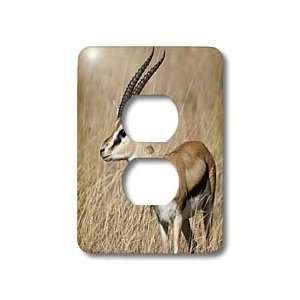 VWPics Africa   Thomsons Gazelle.(Gazella thomsoni).Serengeti National 