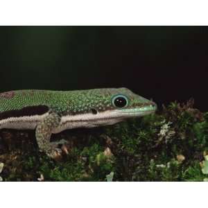  Lined Day Gecko (Phelsuma Lineata), in Captivity, from 