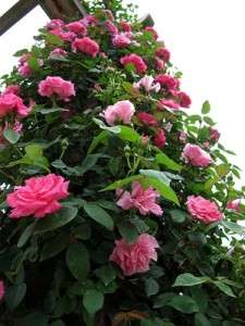   Zephirine Drouhin Nearly Thornless Climbing Rose OWN ROOT PLANT  