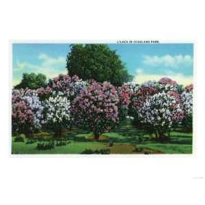 Rochester, New York   Highland Park Lilacs in Bloom Premium Poster 