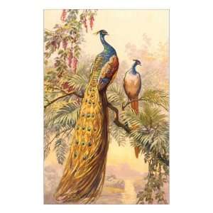  Peacock and Peahen, Illustration Giclee Poster Print 