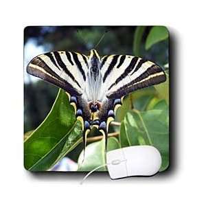   , pear tree swallowtail, sail swallowtail   Mouse Pads Electronics