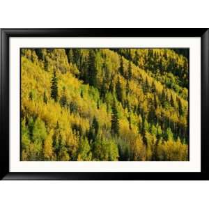  Evergreen and Quaking Aspen Trees Blanket Red Mountain in 