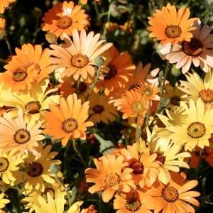  750 Seeds, Daisy African Mixture (Dimorphotheca 