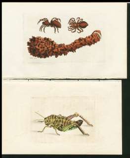   NODDER HAND COLORED COPPER PLATE INSECTS SPIDER ETC, 4 PRINTS  