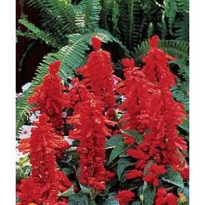  Salvia, Flare 1 Pkt. (75 seeds) Patio, Lawn & Garden