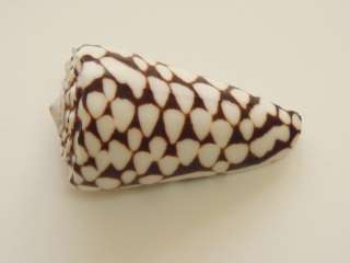 MARMOREUS CONUS CONE SEA SHELL 2 #7035  