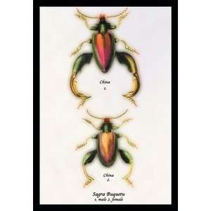  Beetle Chinese Sagra Buquetu #1   12x18 Gallery Wrapped 