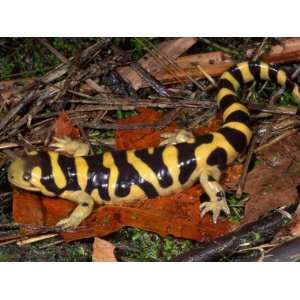 Barred Tiger Salamander (Ambystoma Mavoritum). Arizona, USA 