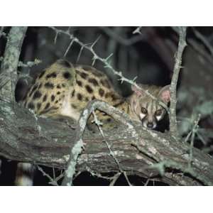  Close Up of a Single Small Spotted Genet in a Thorn Tree 