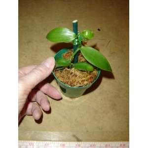 Baby Vanilla planifolia orchid plant in 3 inch pot  